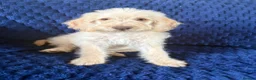 Labradoodle dogs for sale: Ready Now! Beautiful F1b Labradoodles  - Advert 11