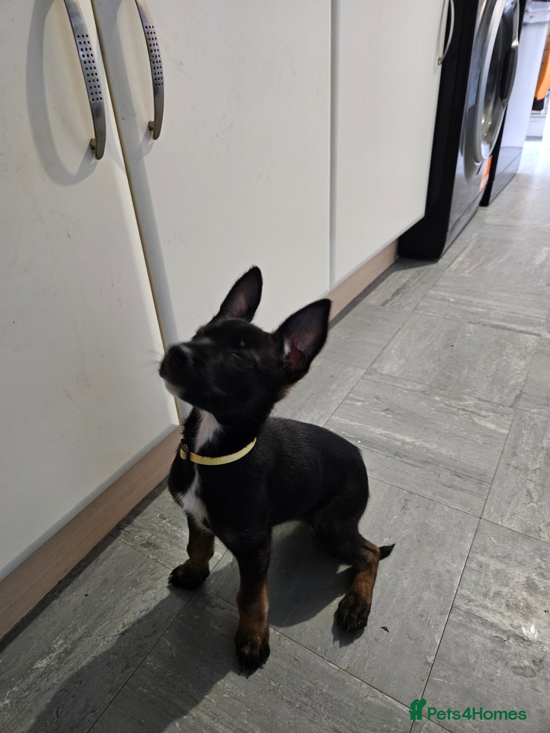 Belgian Shepherd Dog dogs for sale:  Belgian malinois  - Advert 16