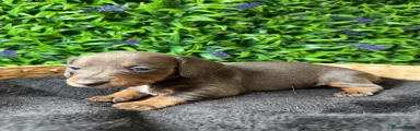 Miniature Dachshund 2