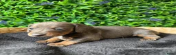 Miniature Dachshund dogs for sale: STUNNING TRUE TO TYPE MINIATURE DACHSHUNDS - Advert 10