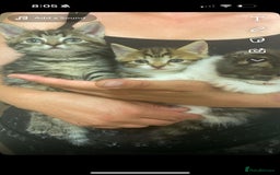 Siberian cats for sale: Siberian mix - Image 4