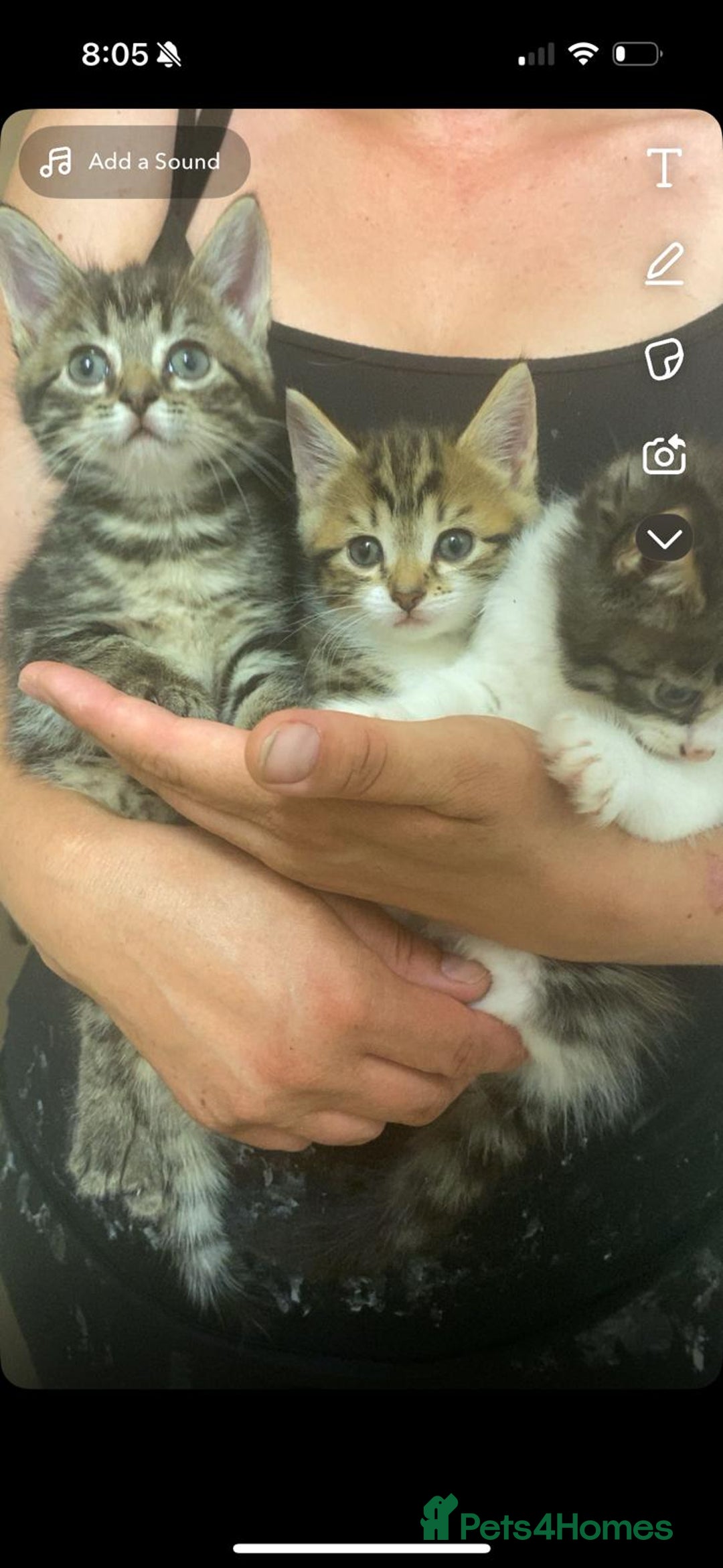 Siberian cats for sale: Siberian mix - Image 4