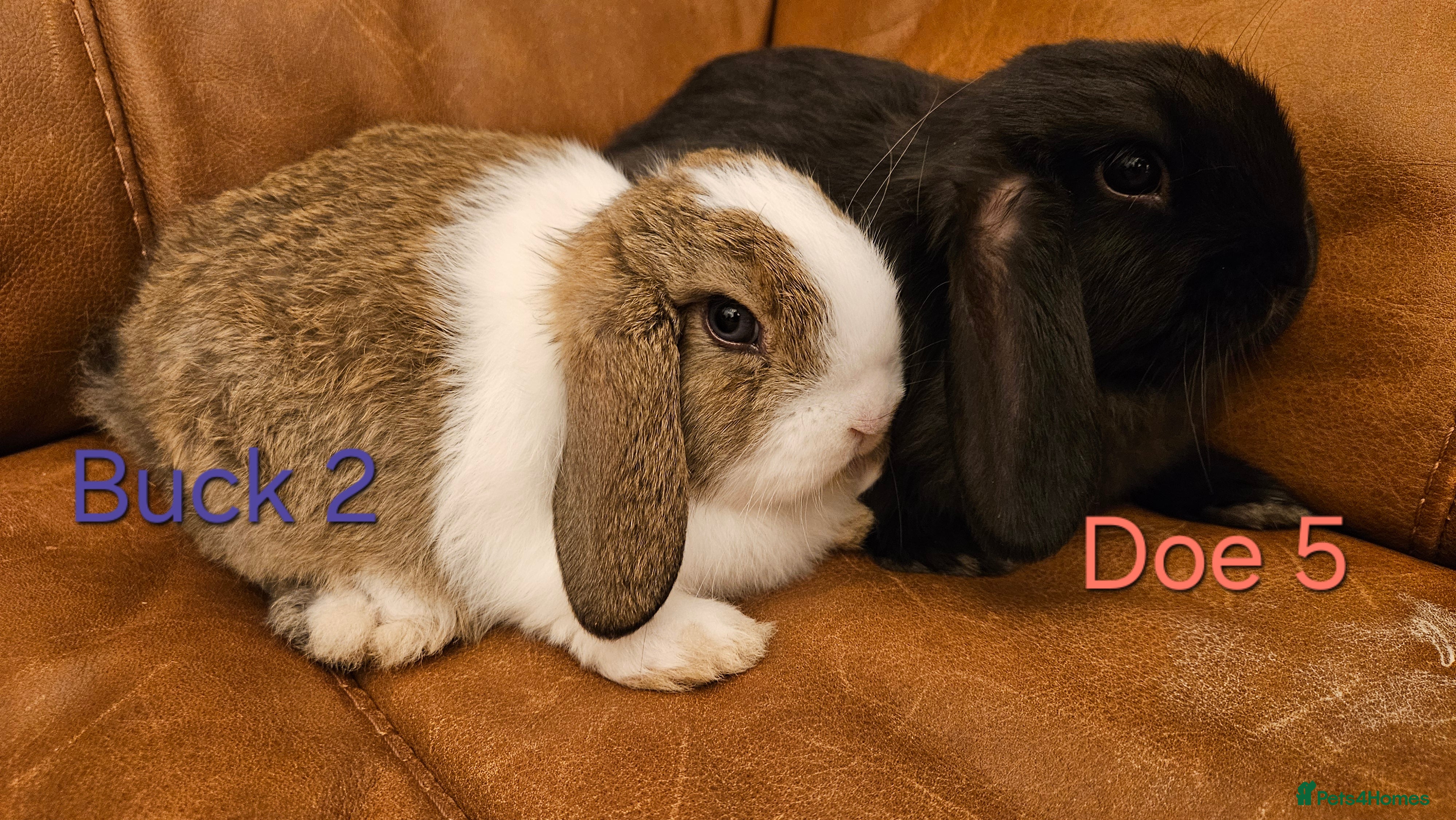Mini Lop rabbits Mini Lops * READY TO LEAVE * from 14th December - Advert 5