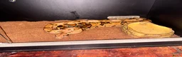 Mixed Breed reptiles for sale: Snakes and lizards for sale  - Advert 5