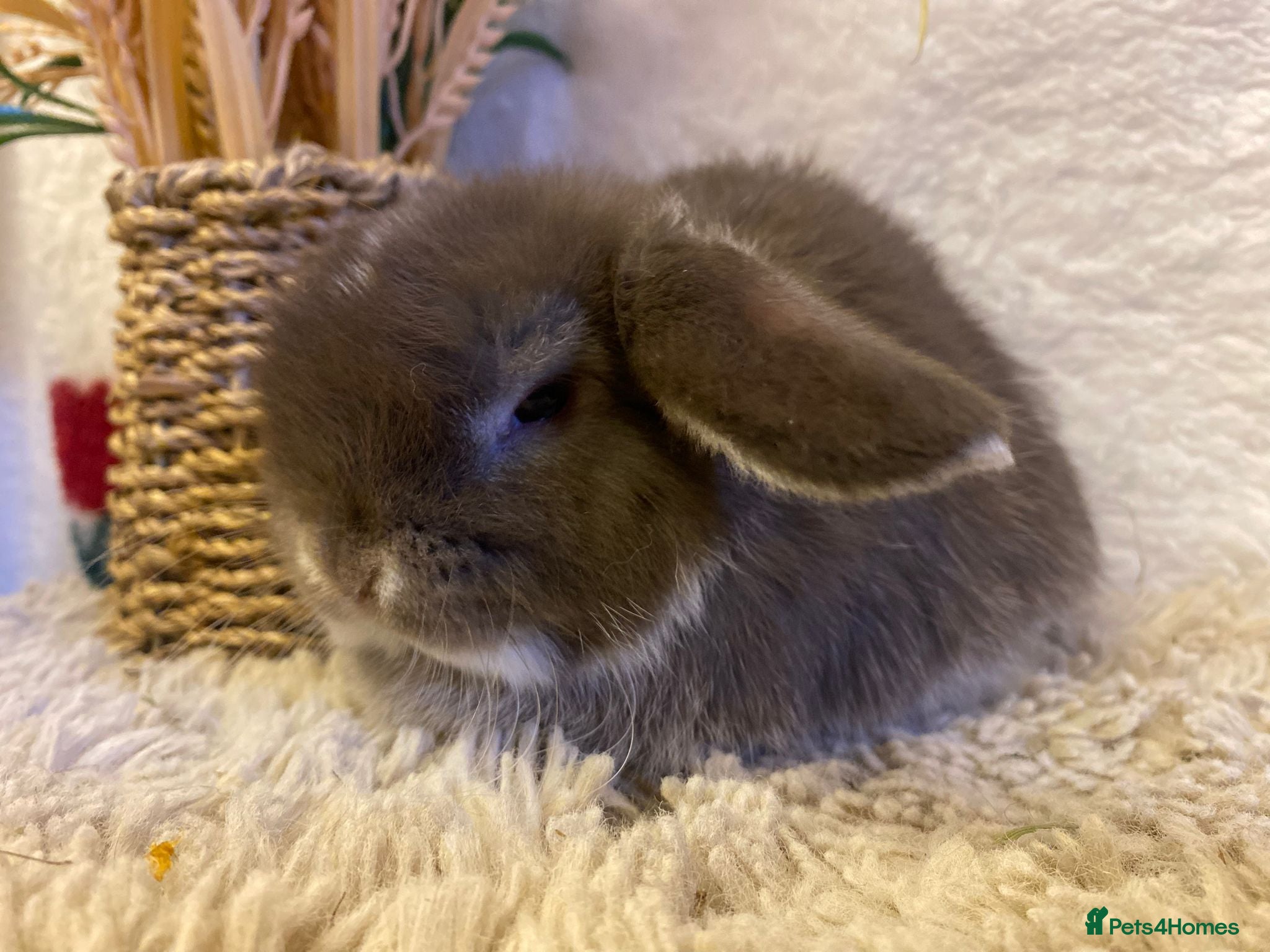 Mini Lop rabbits Mini lops - Advert 14