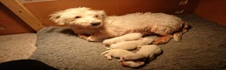 West Highland Terrier dogs for sale: We have 1 wee girl available  - Advert 9