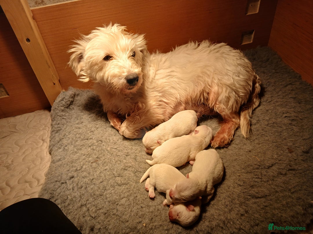 West Highland Terrier dogs for sale: We have 1 wee girl available  - Advert 9