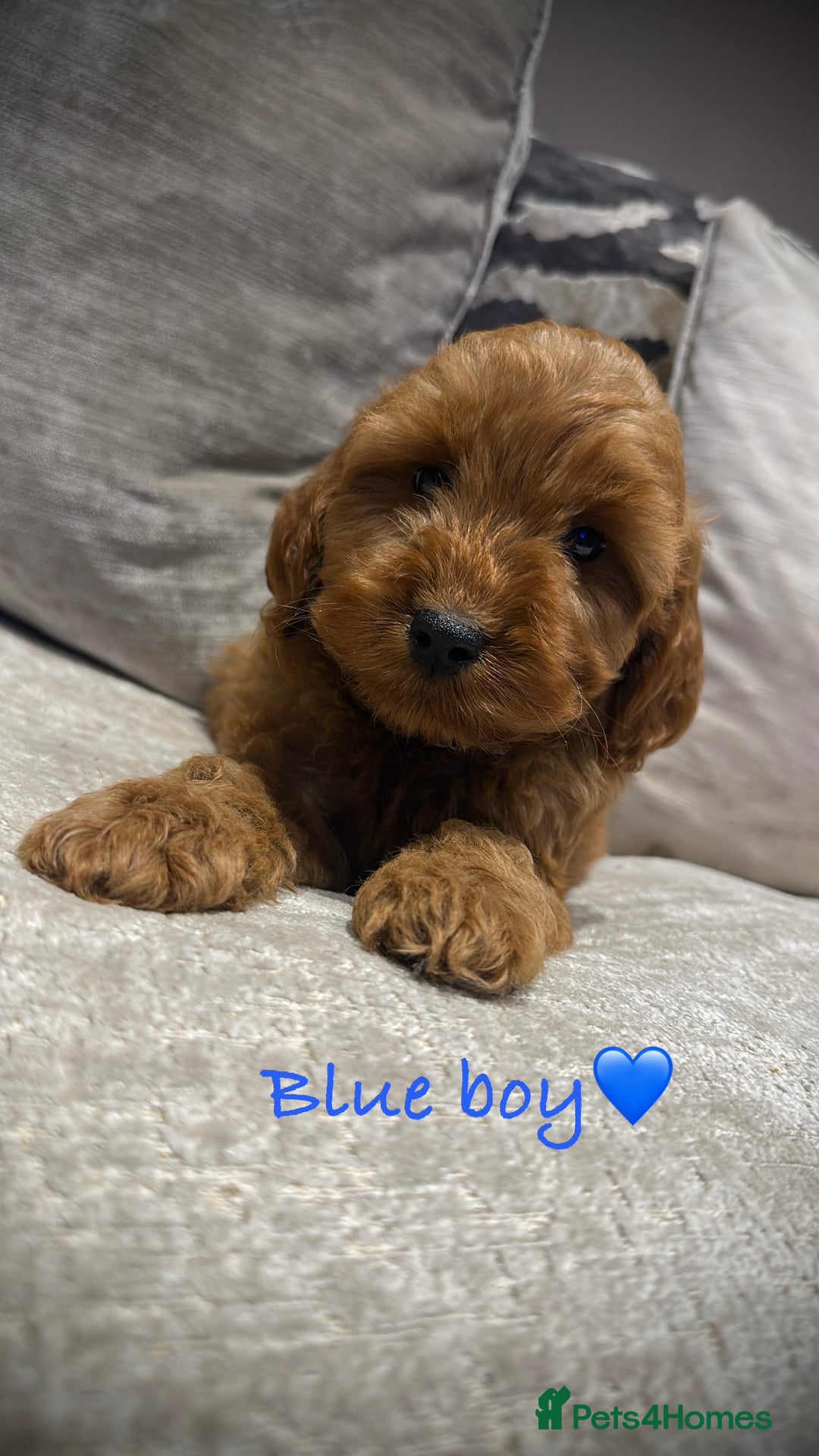 Cockapoo dogs for sale: 🐾Adorable toy cockapoos ready now 🐾 - Advert 6