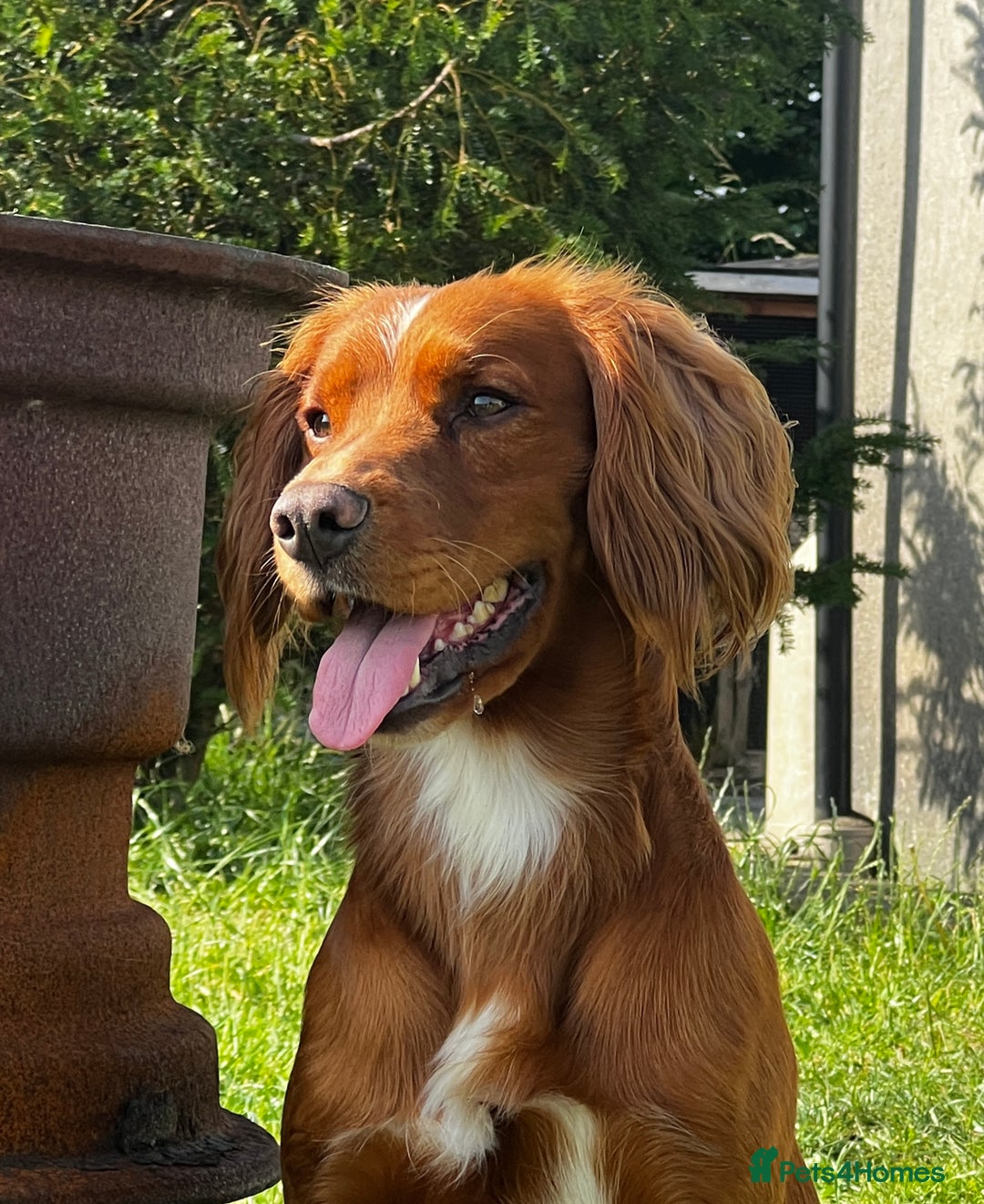 Cocker Spaniel dogs for stud: Health tested. Carries tan. KC reg in Blandford Forum - Image 4