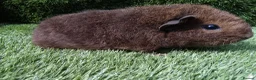 Guinea Pig rodents for sale: Rex guinea pigs  - Advert 3