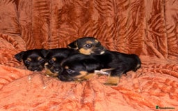Jack Russell dogs for sale: Jack Russell Puppies  - Image 5