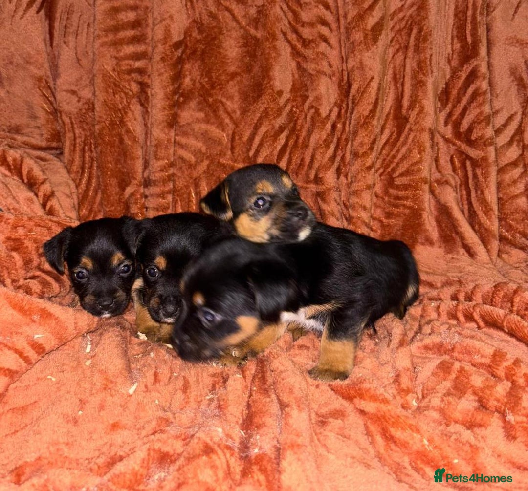 Jack Russell dogs for sale: Jack Russell Puppies  - Image 5