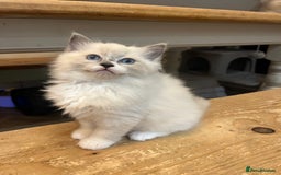 Ragdoll cats for sale: 💗💙5 x fluffy ragdoll kittens ready now💙 💗 - Advert 4