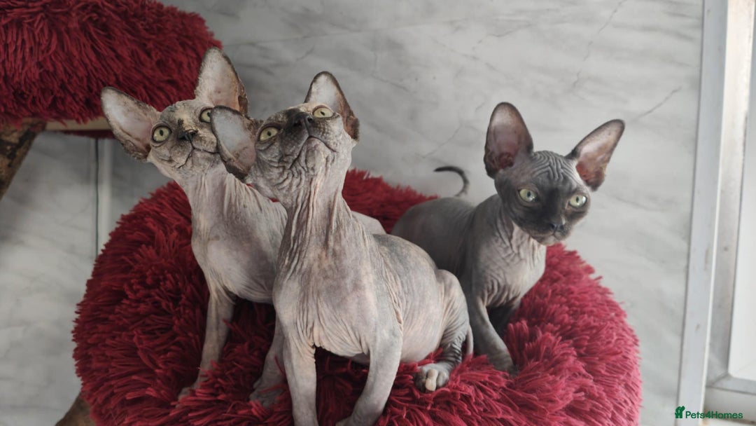 Sphynx cats for sale: Canadian Sphynx TICA REGISTERED. - Image 19