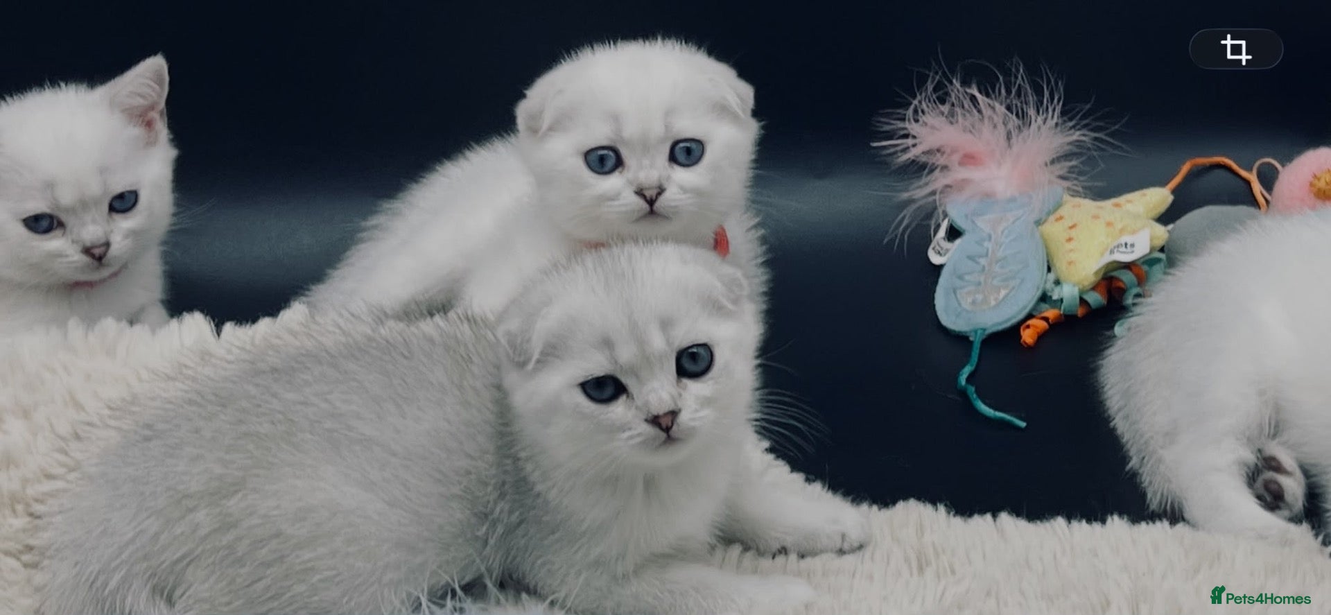 Scottish Fold cats TICA Registered Scottish Fold Kittens - Advert 1