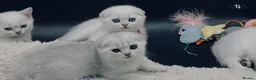 Scottish Fold cats for sale: TICA Registered Scottish Fold Kittens - Advert 1
