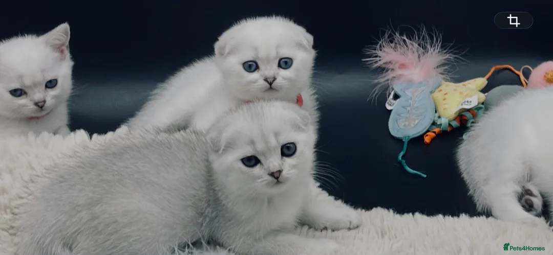 Scottish Fold cats for sale: TICA Registered Scottish Fold Kittens - Advert 1