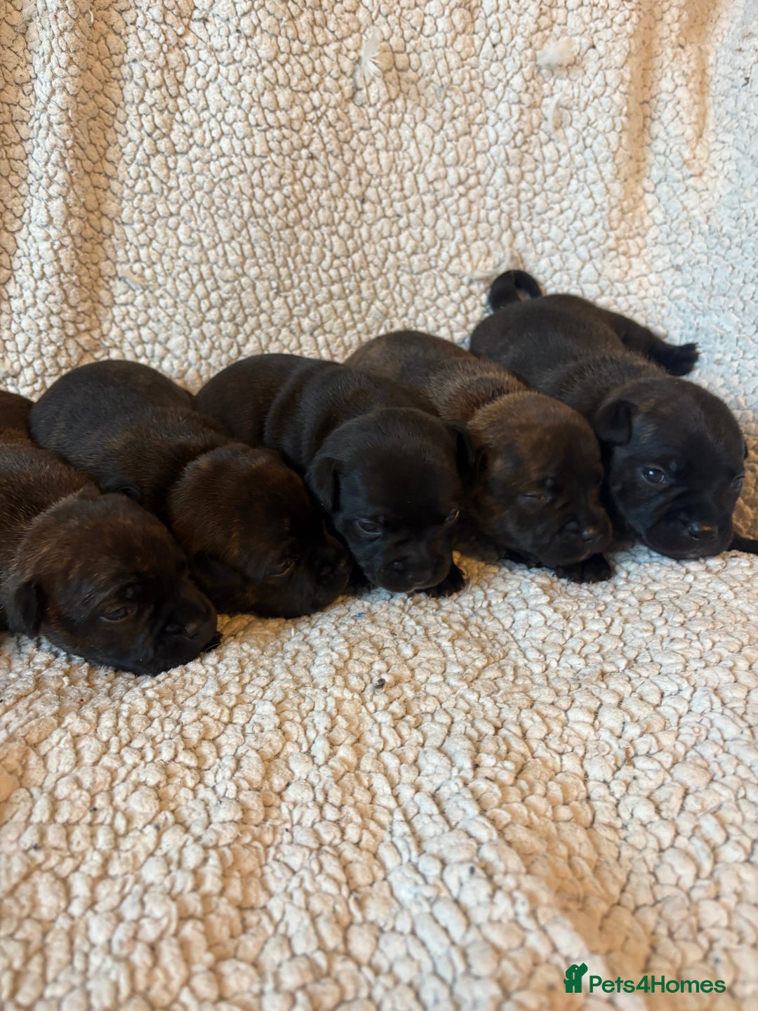 Staffordshire Bull Terrier dogs for stud: BEAUTBULLS BLUE KC REGISTERED STUD - Advert 5