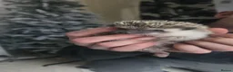 Pygmy Hedgehog rodents for sale: Stella the hedgehog  in Chesterfield - Advert 3