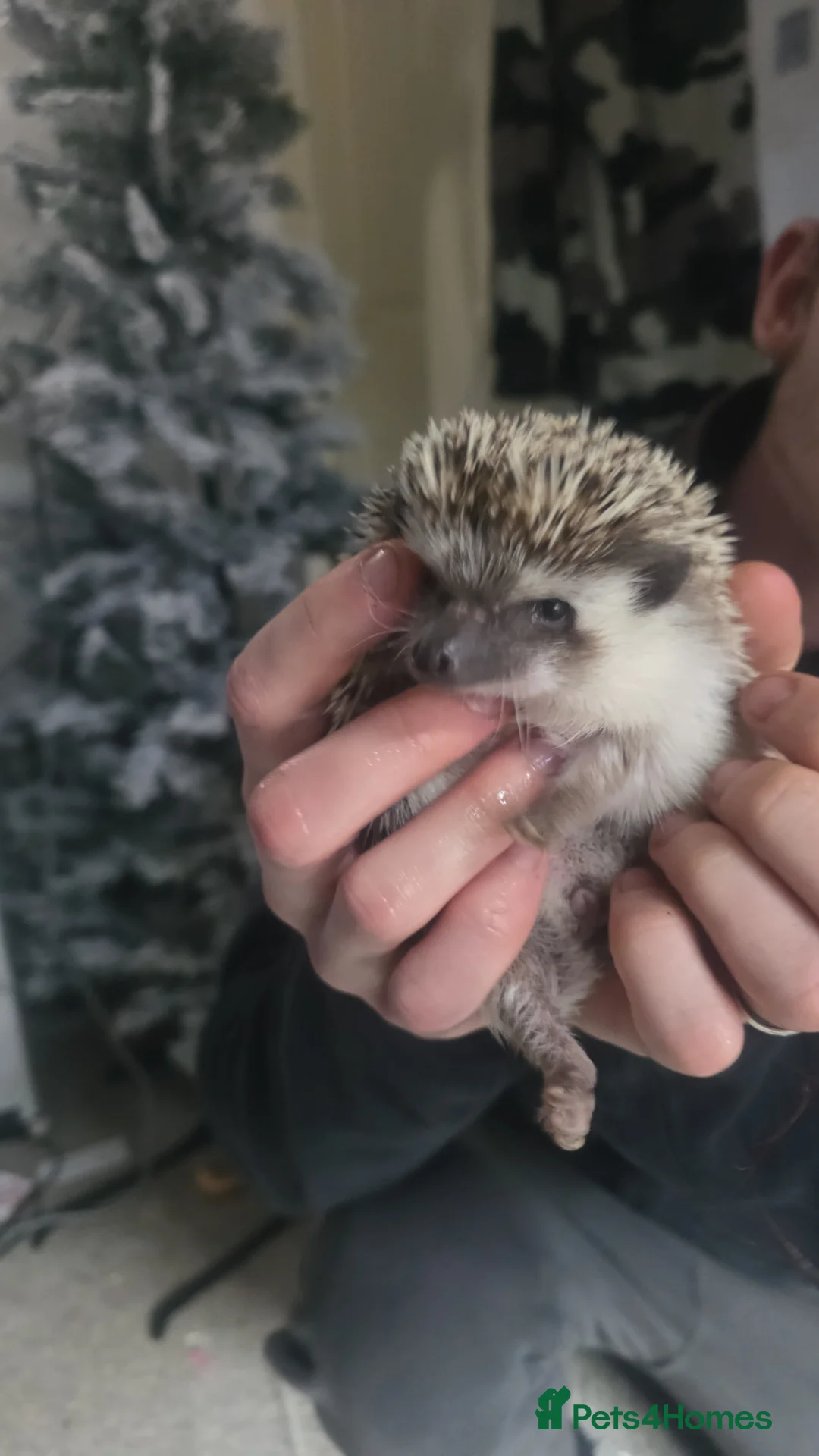 Pygmy Hedgehog rodents for sale: Stella the hedgehog  in Chesterfield - Advert 3