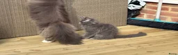 Maine Coon cats for sale: Two blue purebred Maine Coon boys ready - Advert 6