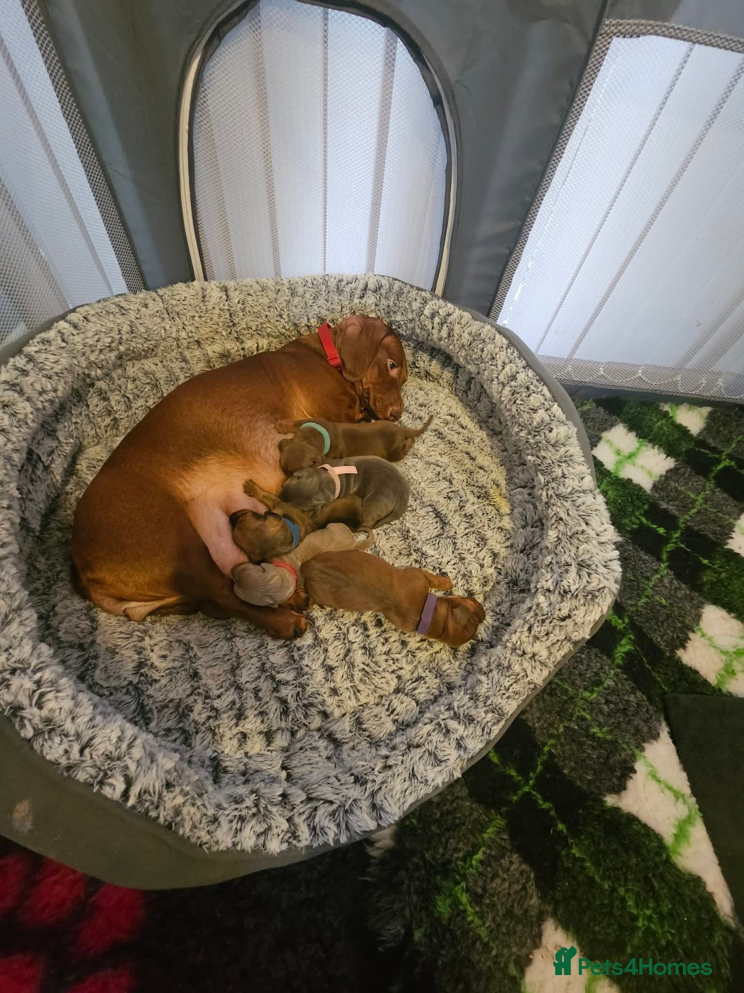 Dachshund dogs Dachund puppies - Advert 8