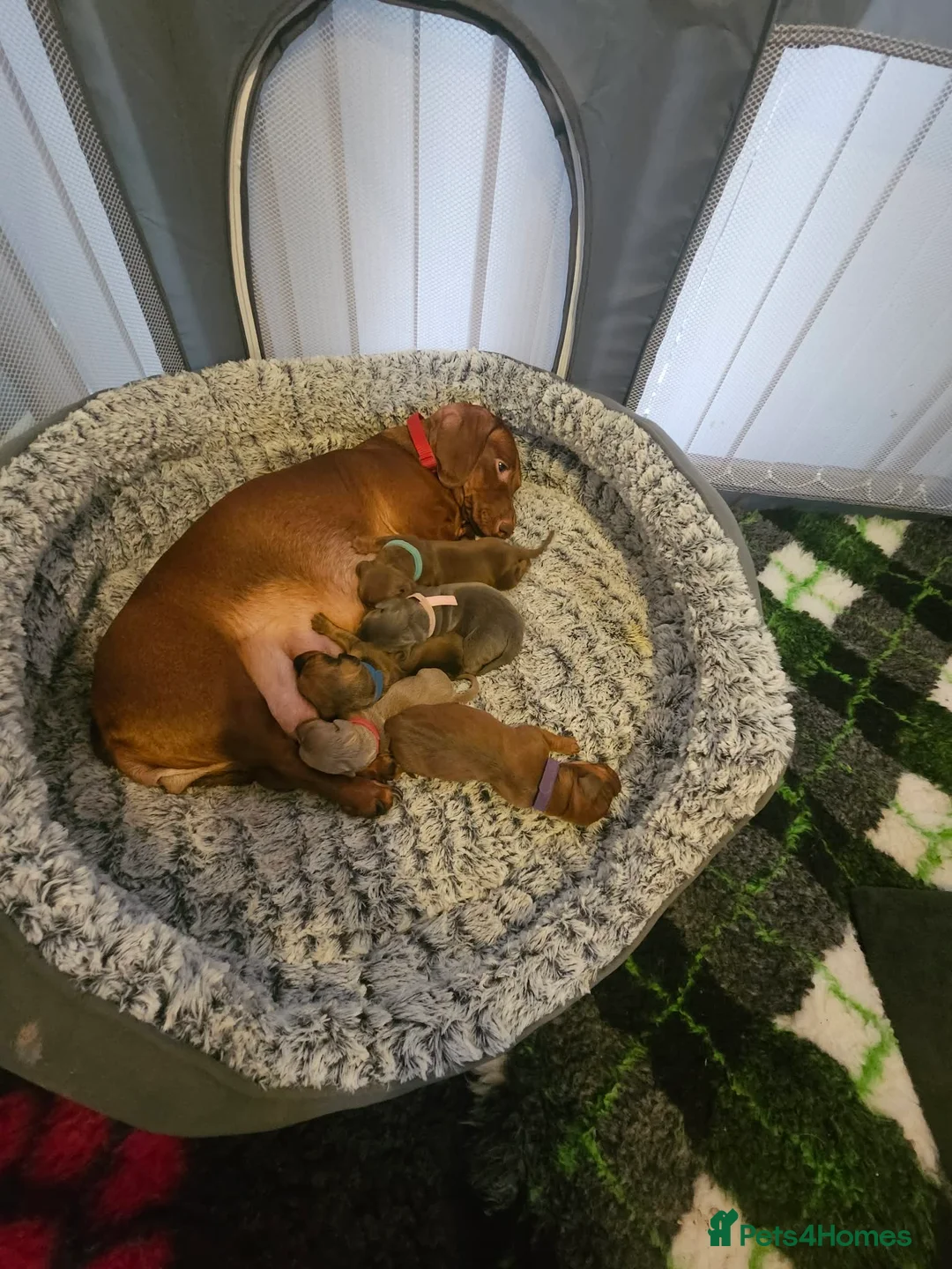 Dachshund dogs for sale: Dachund puppies - Advert 1