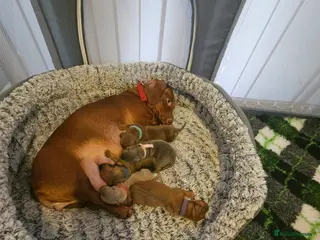 Dachshund dogs Dachund puppies - Advert 10