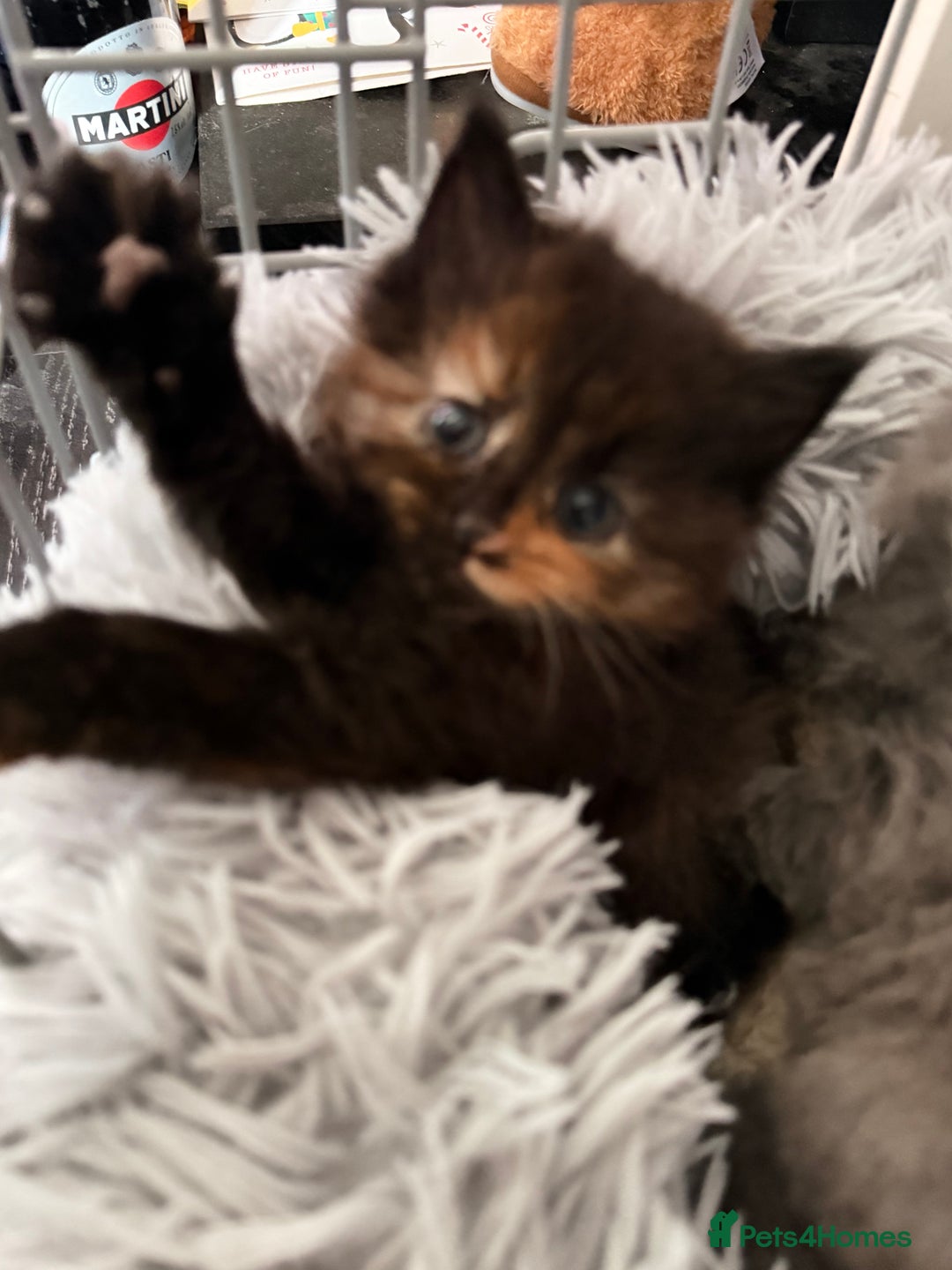 Mixed Breed cats for sale: 5 kittens  - Advert 17
