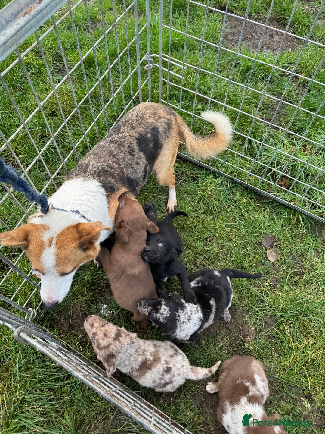 Mixed Breed dogs for sale: 🔥 collie x Labrador pups 🔥 - Advert 2
