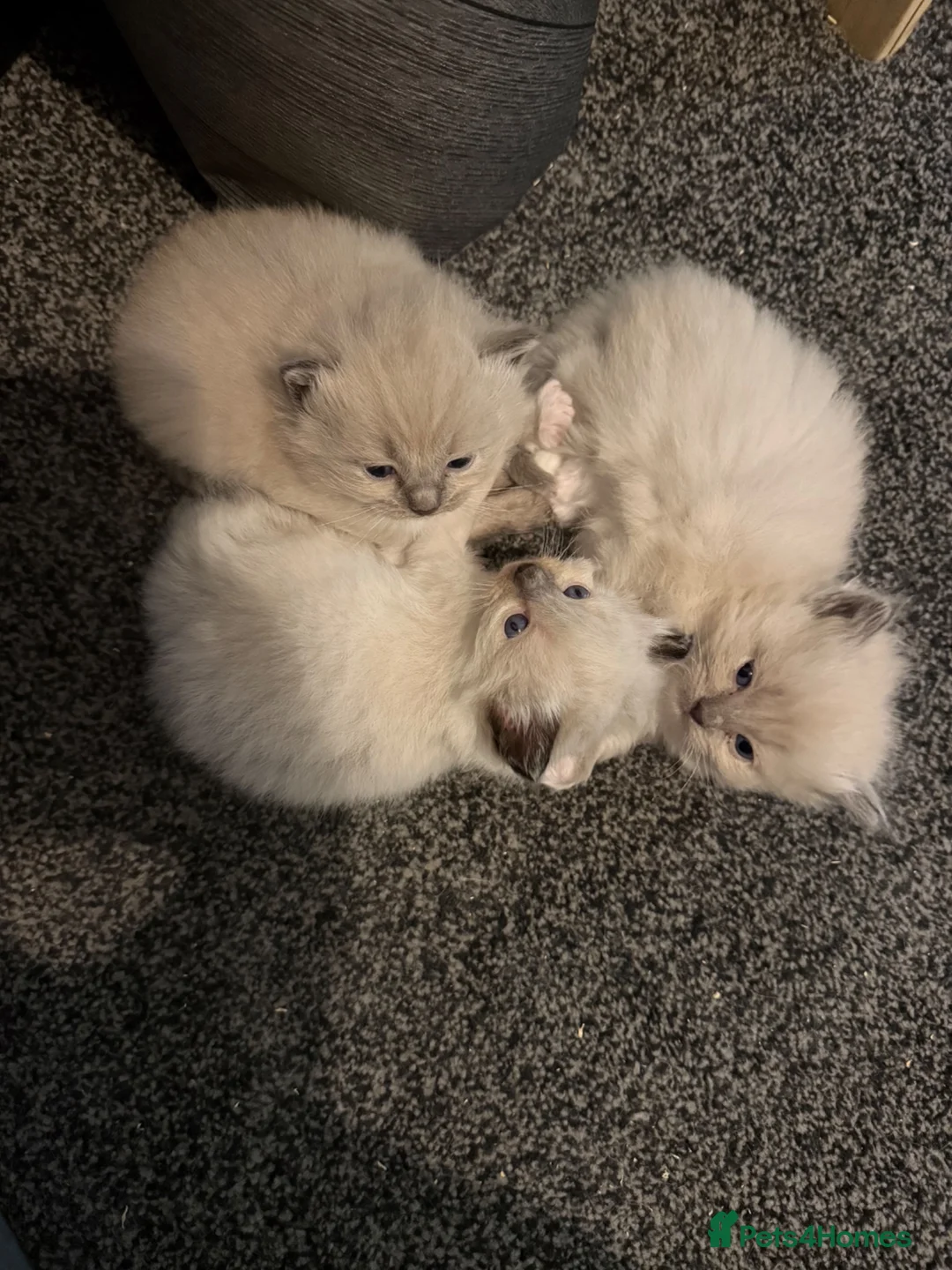 Ragdoll cats for sale: Tica Blue Mink Mitted and Seal colourpoint Kittens - Advert 5