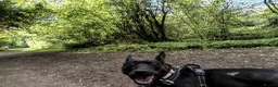 Mixed Breed dogs for adoption: Meet Neeah, currently residing in Cheshire  - Advert 2