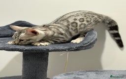 Bengal cats for sale: Bengal Kittens for Sale! (4 BOYS) - Image 4