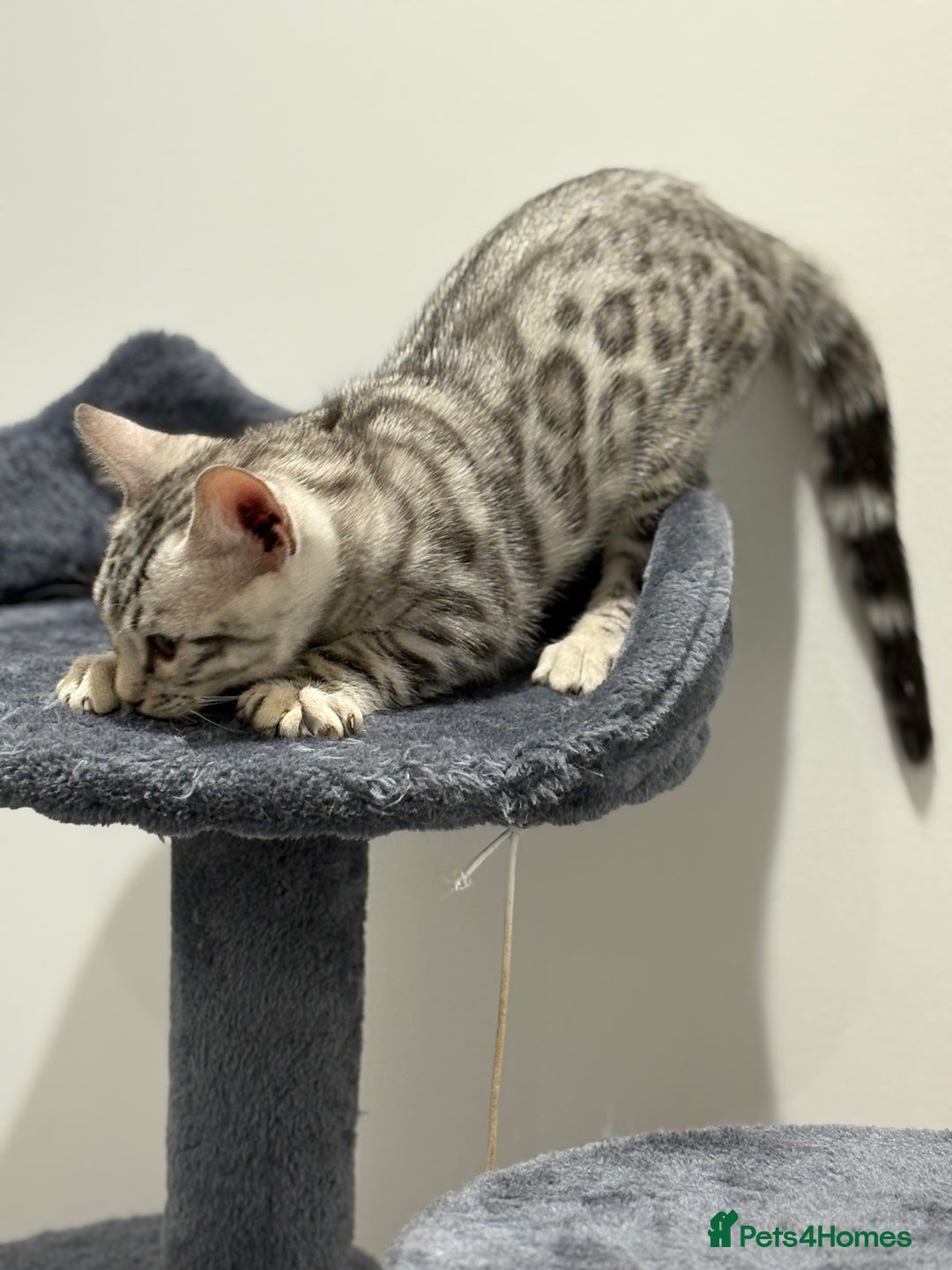 Bengal cats for sale: Bengal Kittens for Sale! (4 BOYS) - Image 4