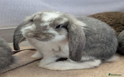 French Lop rabbits for sale: Beautiful Purebred French Lops For Sale - Image 2