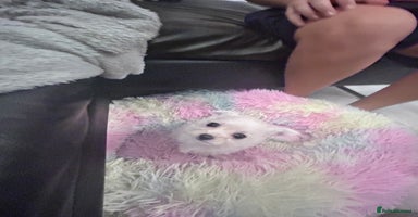 Chipoo dogs Tiny Chihuahua / Asian toy poodle  - Advert 10