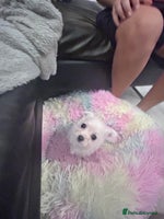 Chipoo dogs Tiny Chihuahua / Asian toy poodle - Advert 10