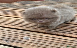 Pomeranian dogs for sale: Super Quite teddy bear Pomeranians puppy’s  - Image 12