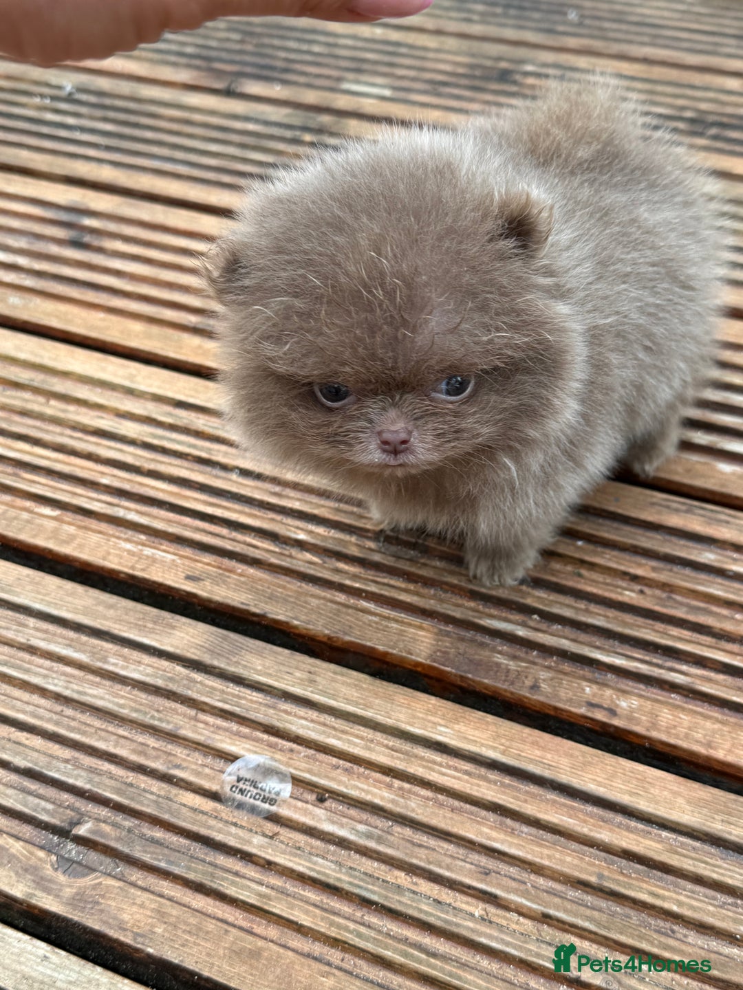 Pomeranian dogs for sale: Super Quite teddy bear Pomeranians puppy’s  - Image 12