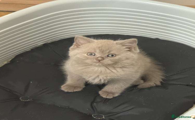 British Shorthair cats - Advert 3