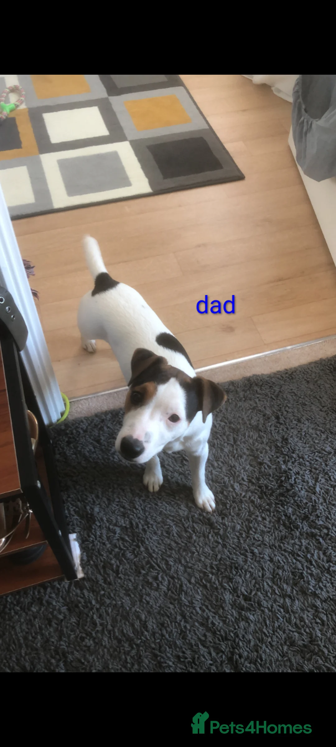 Jack Russell dogs for sale: JRT puppies (3 girls and 3 boys) - Advert 2