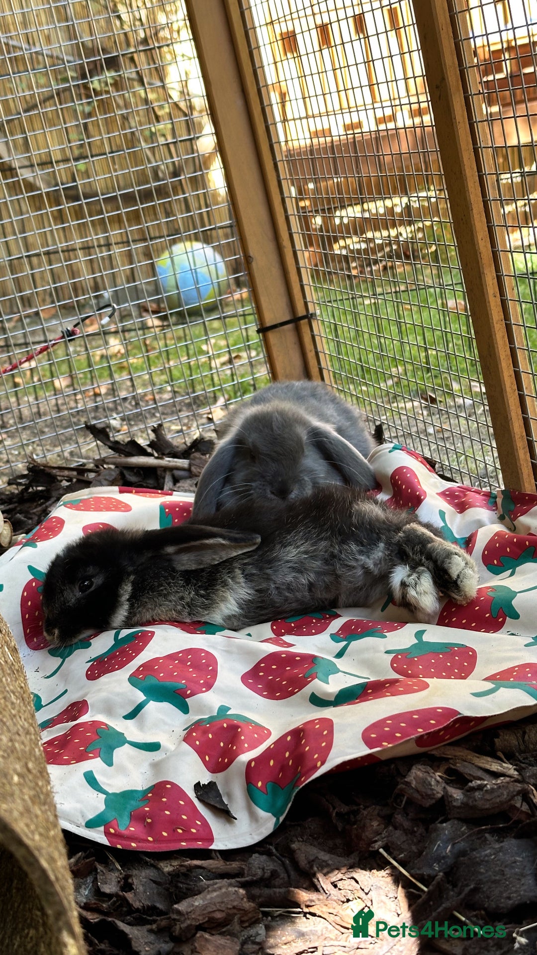Mini Lop rabbits for sale: 2 male mini lop bunnies with hutch and large run  - Advert 4