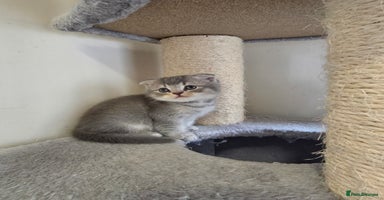 Mixed Breed cats - Advert 3