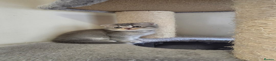 Mixed Breed Kitten 2