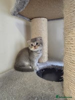 Mixed Breed cats - Advert 9