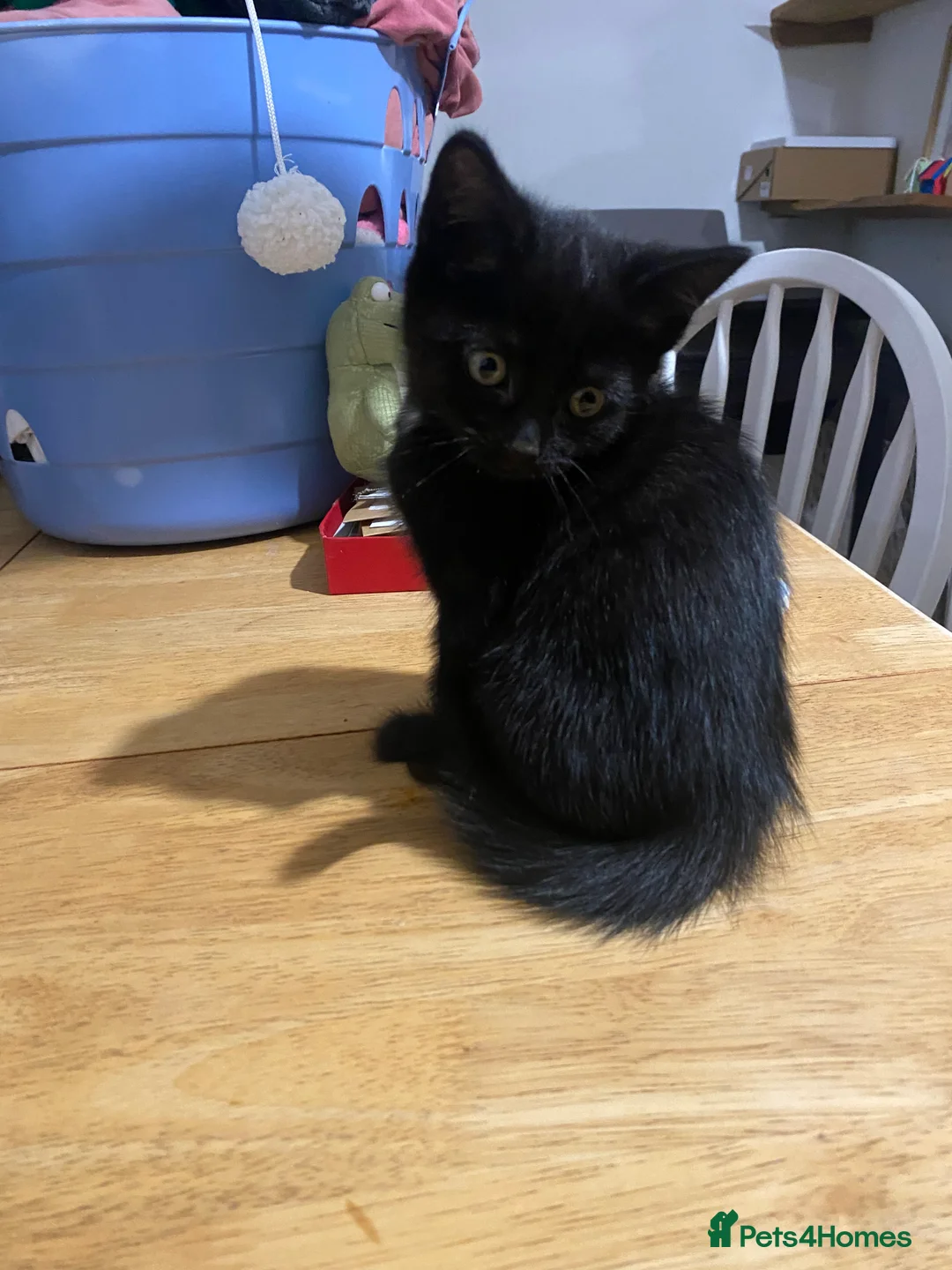 European cats for sale: 4 Black kittens - Advert 6