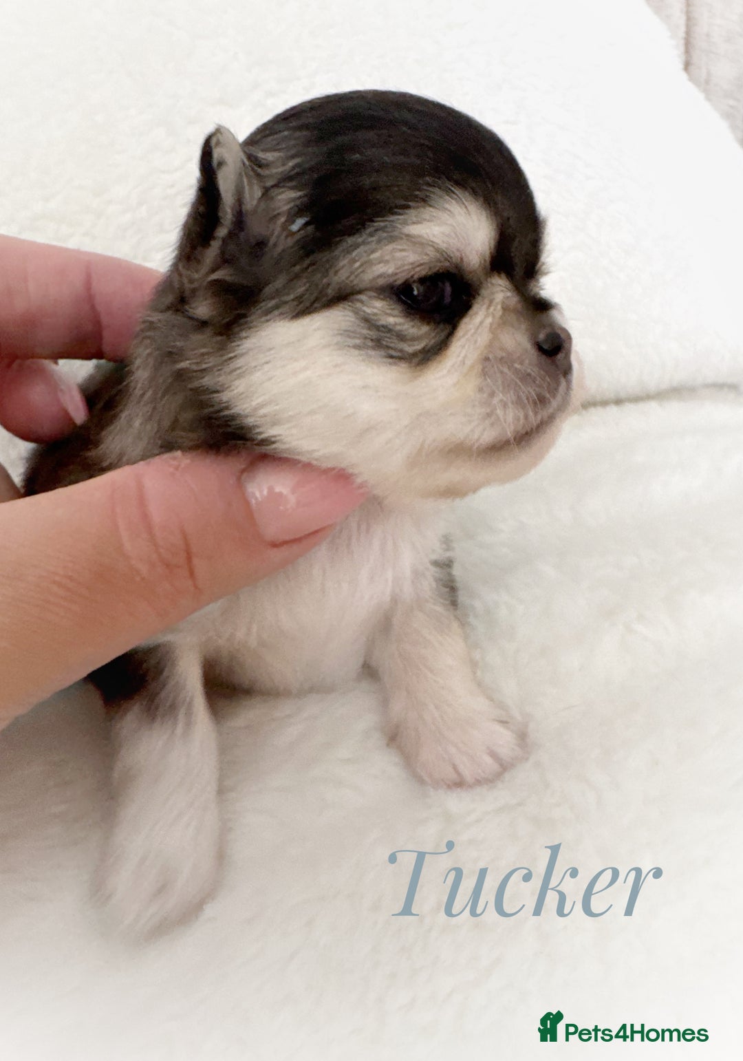 Chihuahua dogs for sale: KC rare husky marking chihuahua puppies Thai lines - Image 10