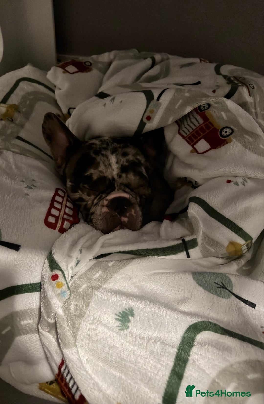 French Bulldog dogs for sale: French bulldog - Advert 11