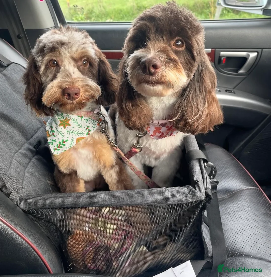Cockapoo dogs for sale: 1 year old cockapoo - Advert 2