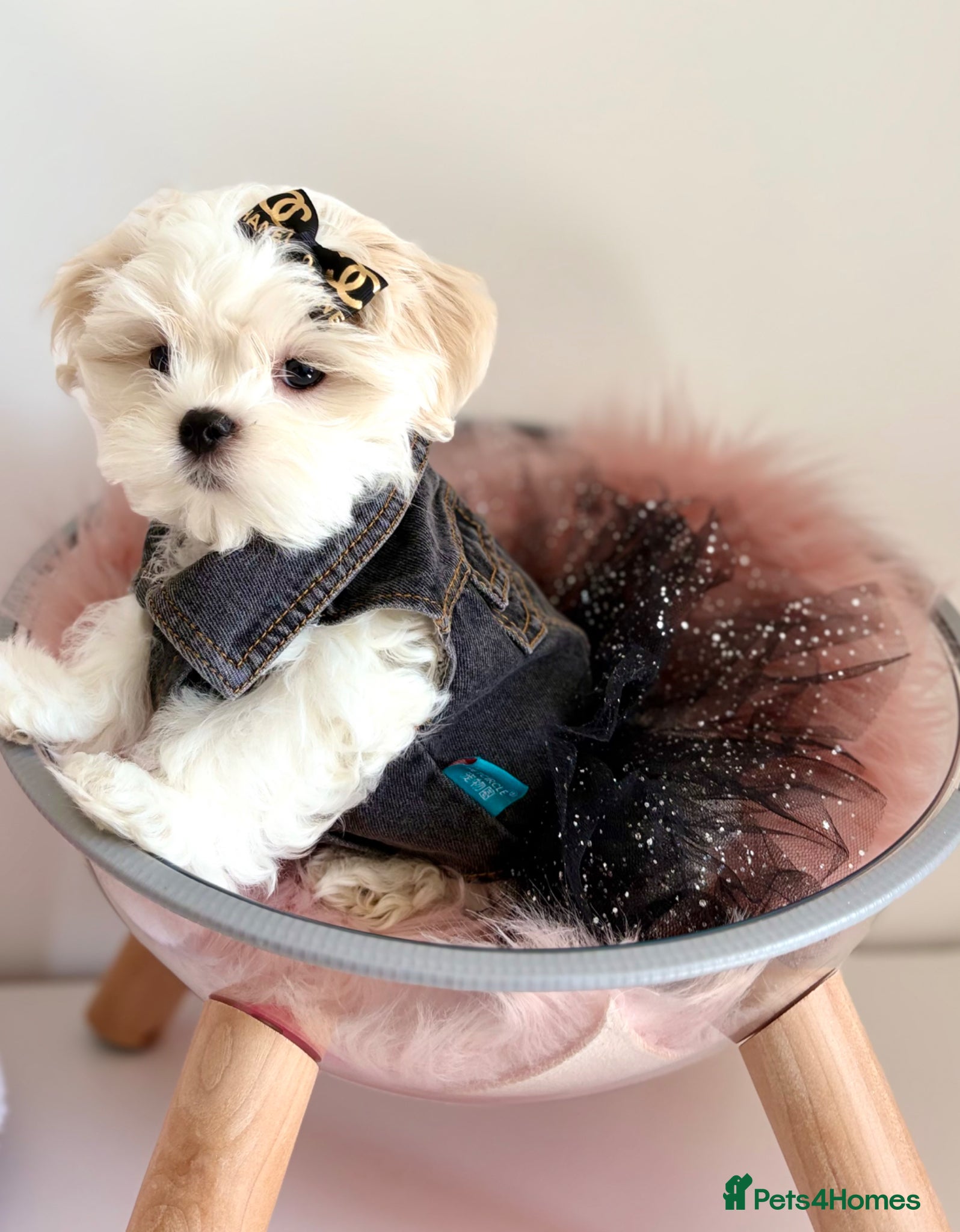 Maltese dogs 🎀 Last Tiny Korean Maltese Girl Available 🎀 - Advert 1
